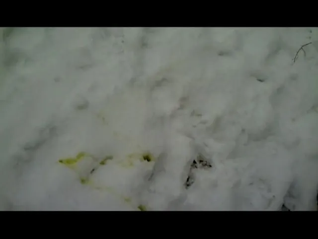 Im Schnee gepisst