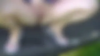 Pipi von der Parkbank