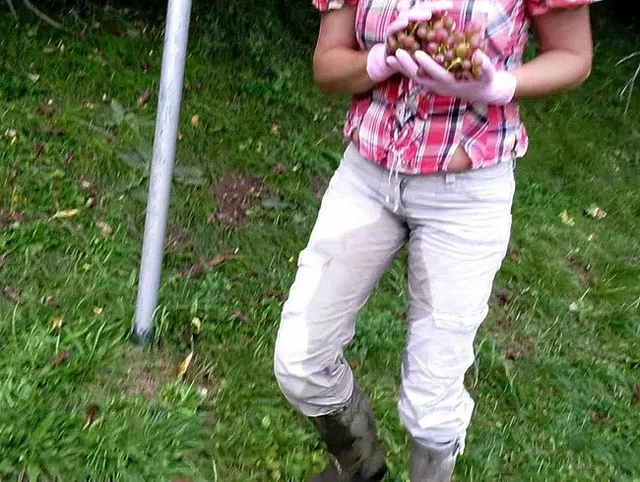 Weintrauben Piss Walk